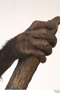 Chimpanzee Bonobo hand 0002.jpg